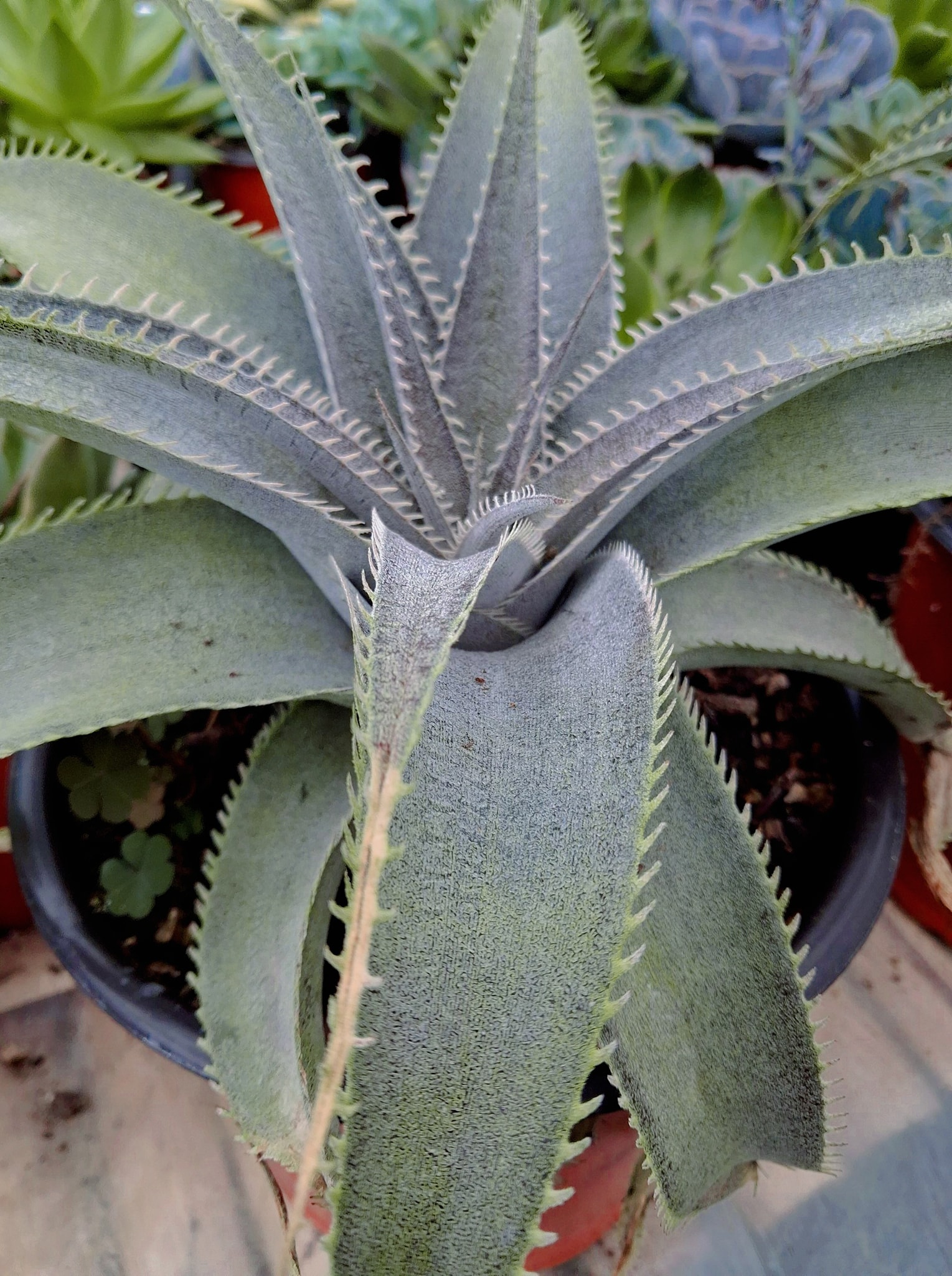 Dyckia pottiorum Silver clone