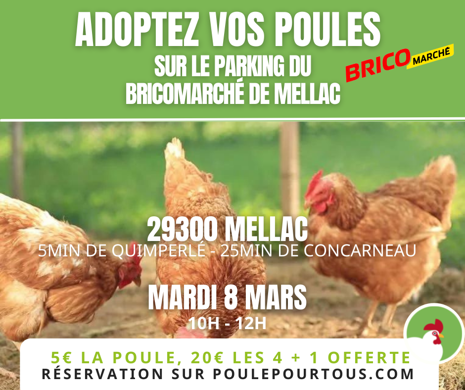 Sitemapcdatahttpfedykniqoocomgrillage A Poule Bricomarche