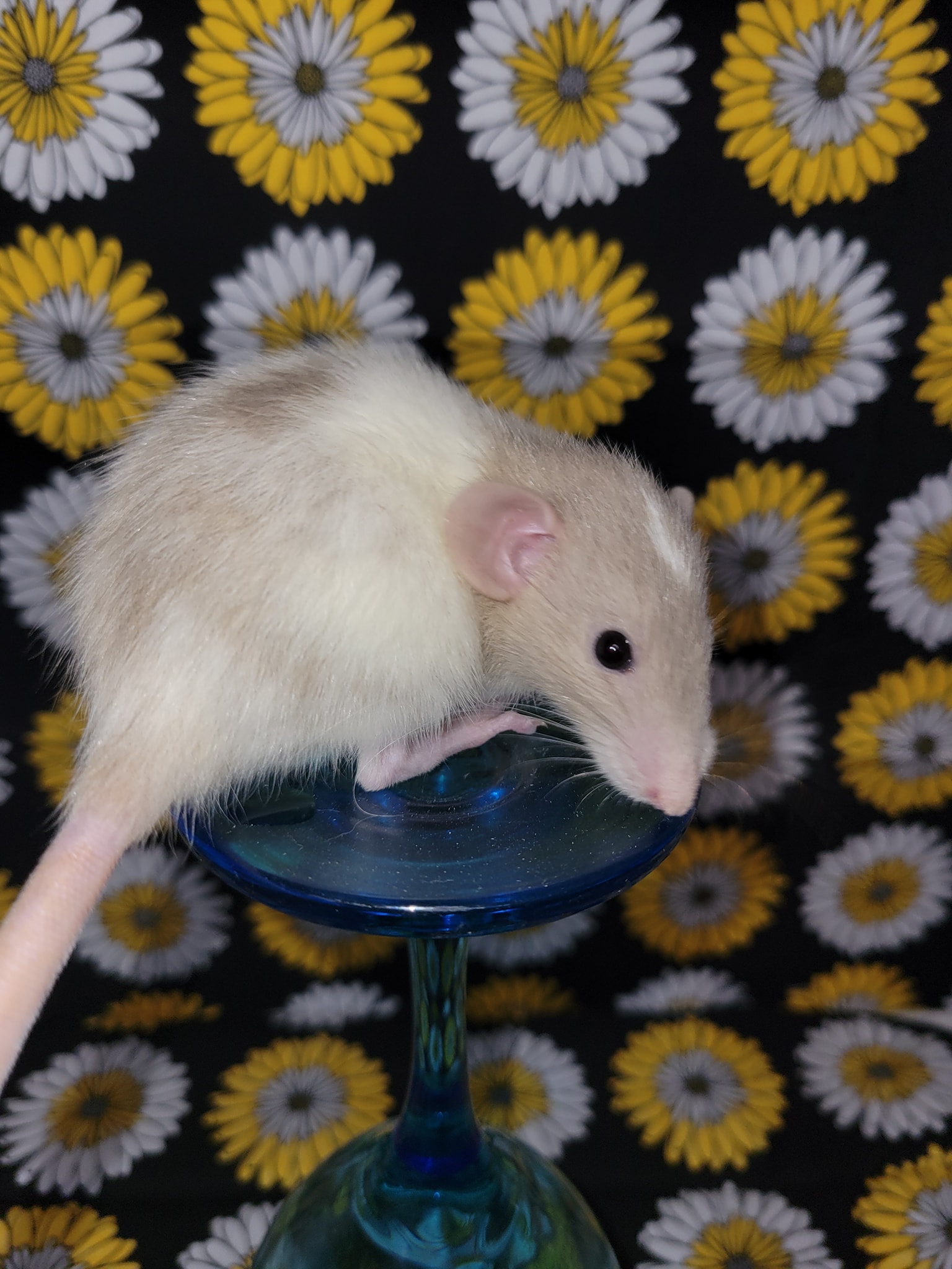Chasing Tails Rattery of Las Vegas | Las Vegas NV