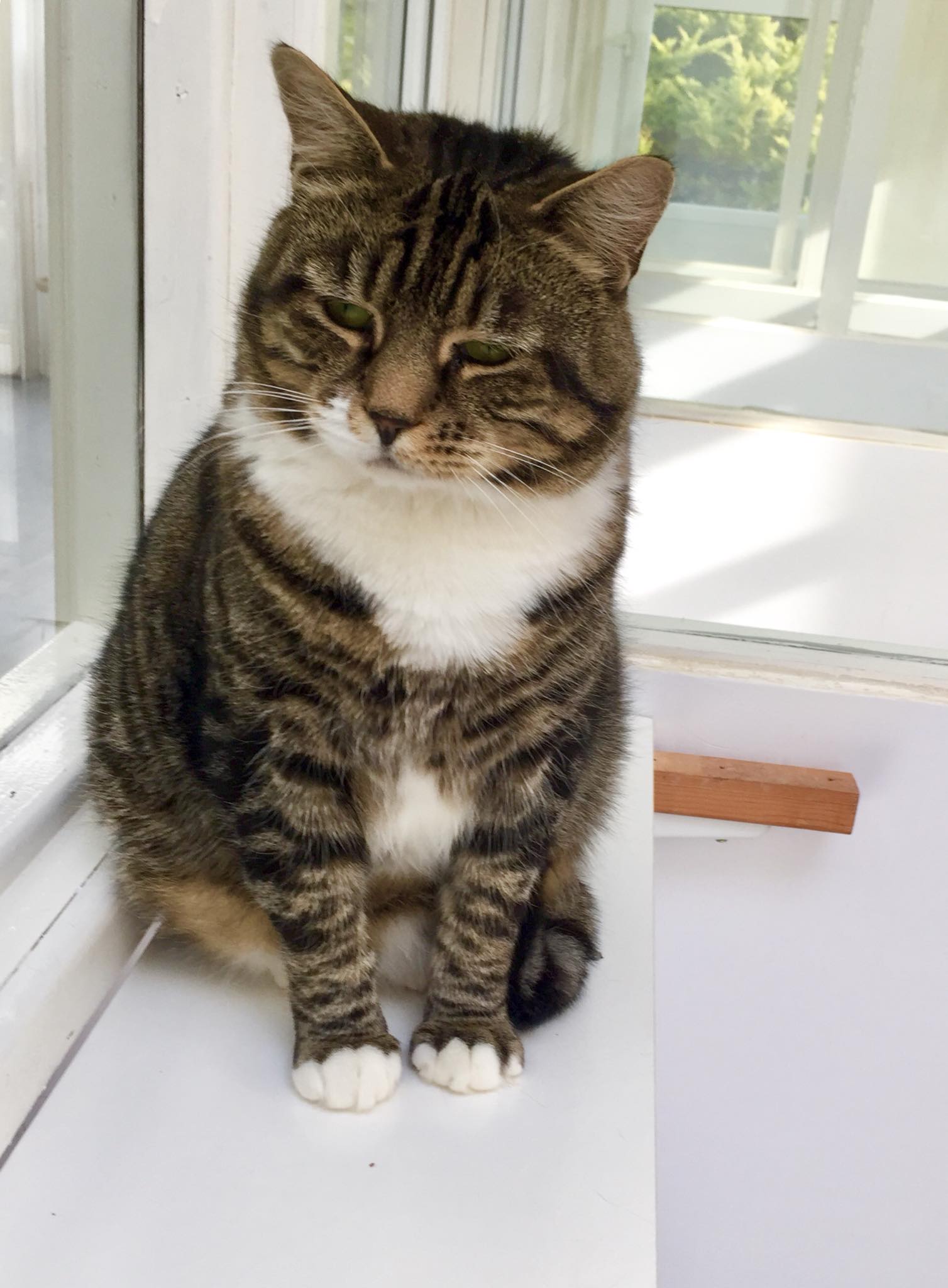 View of Liverpool Cat Welfare (Rescue Centre) - Home | Facebook