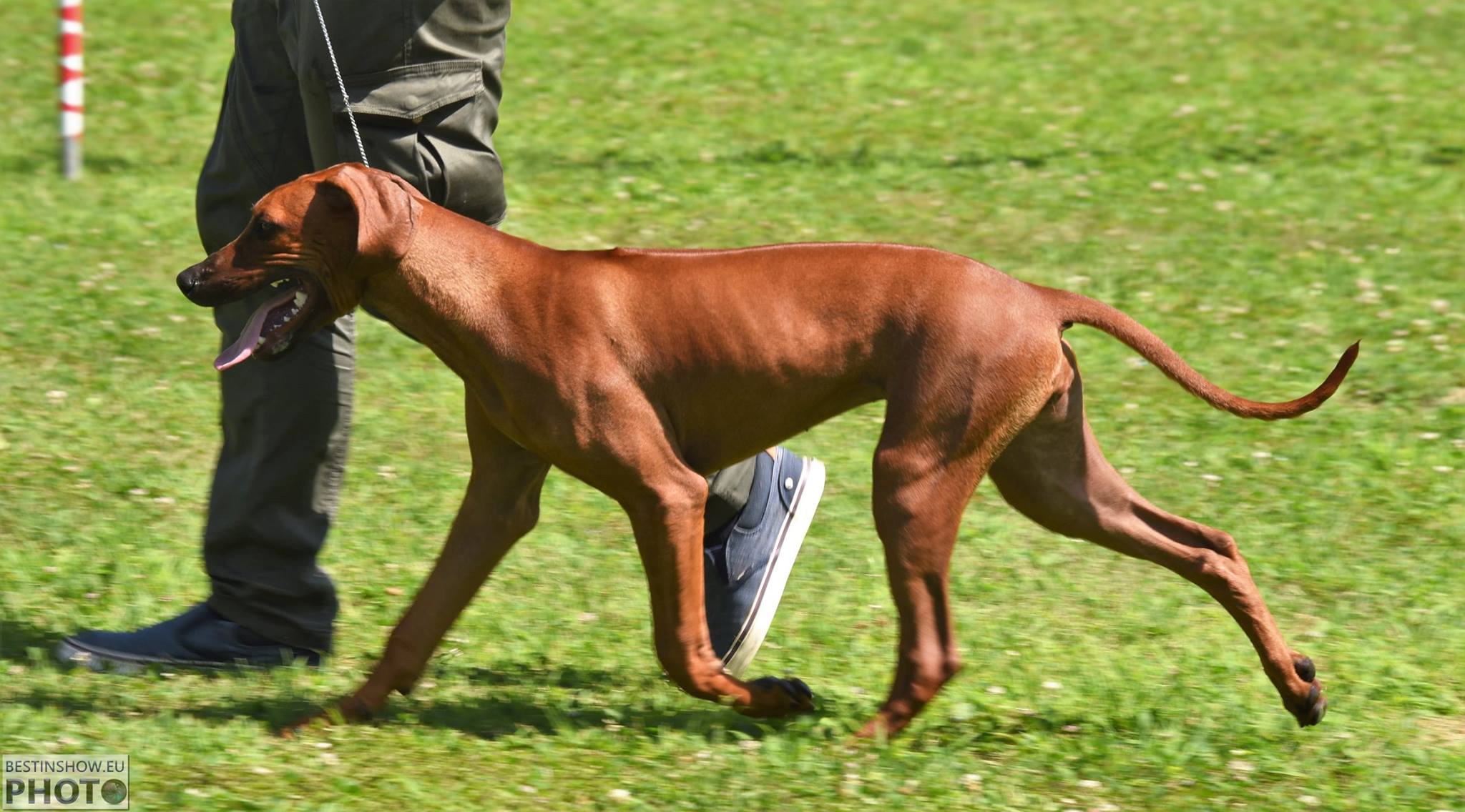 Cocker Spaniel & Rhodesian Ridgeback Delle Quattro Lune