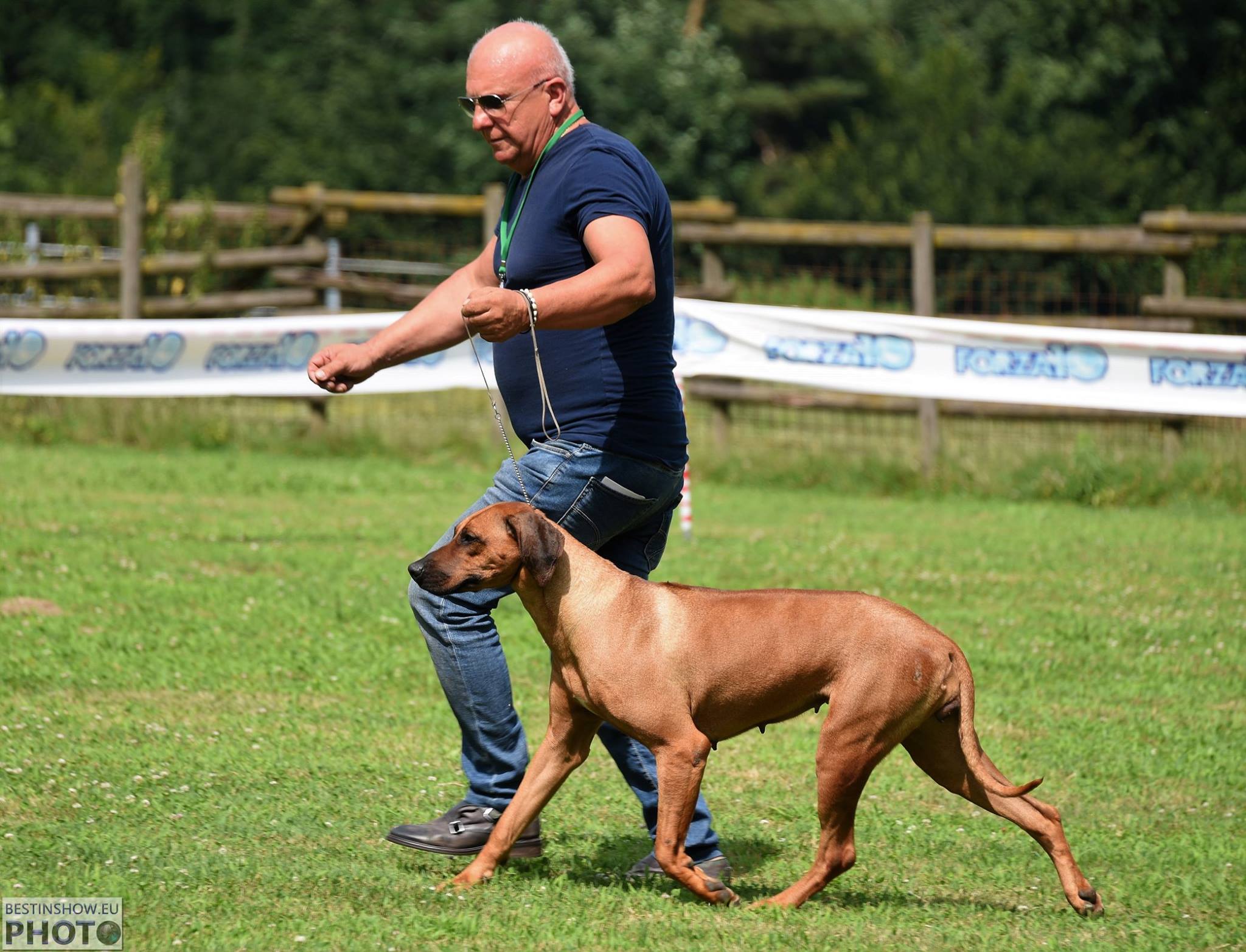 Cocker Spaniel & Rhodesian Ridgeback Delle Quattro Lune