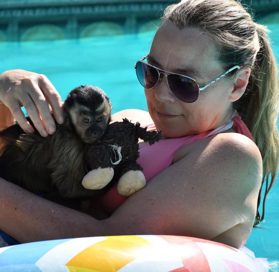 Capuchin momkeys for free adoption