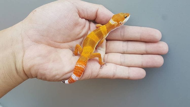 L... - Leopard Gecko & Pets Rat Rescue in California 209 & 925