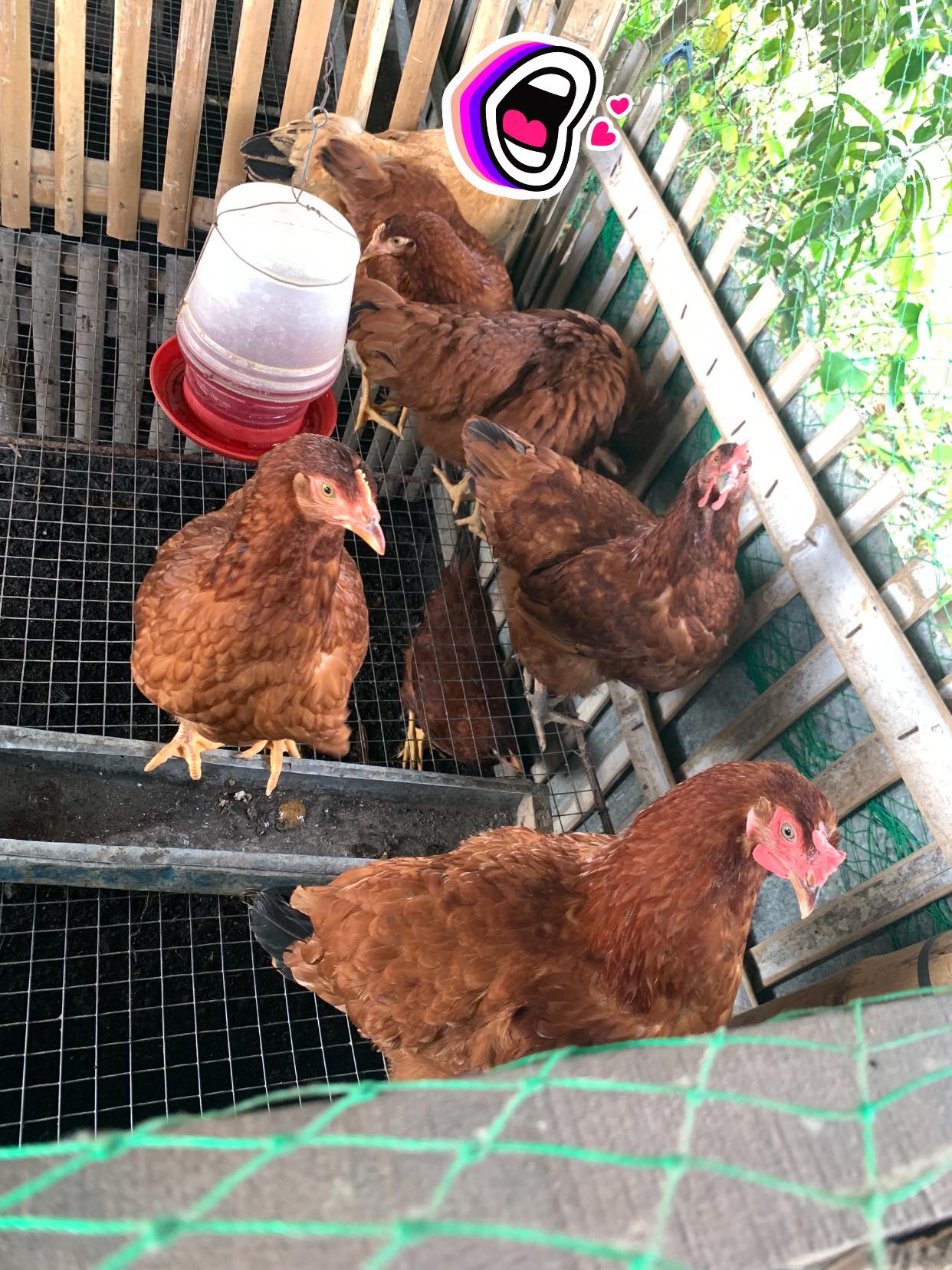 Manok Na Red - Manok Na Red added a new photo.