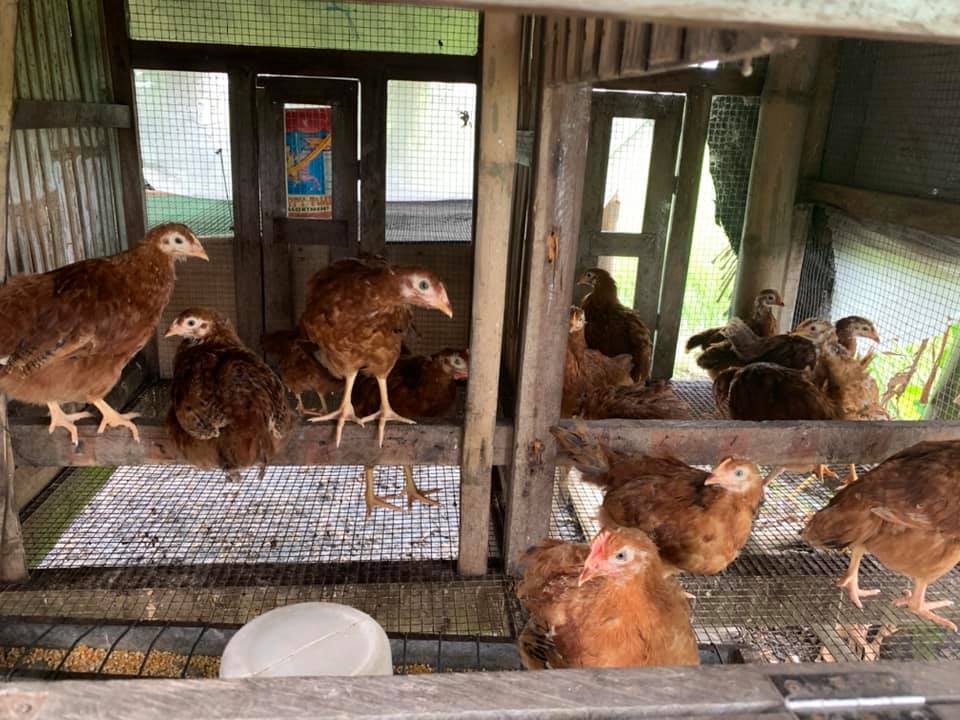 Manok Na Red - Manok Na Red added a new photo.