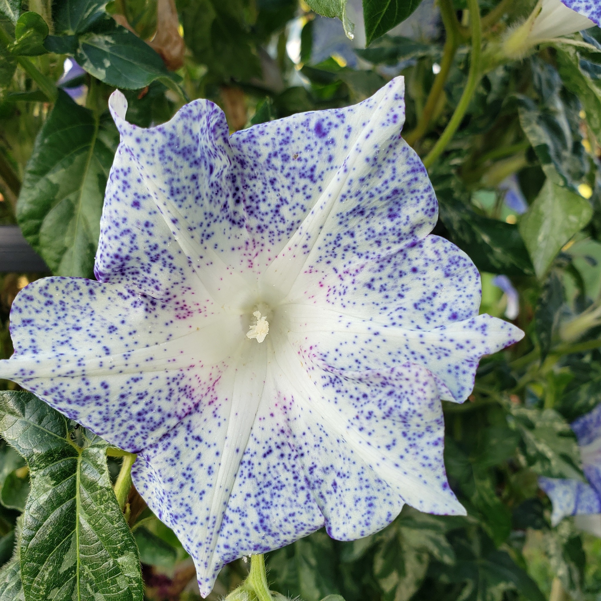 Japanese morning glory kikyo speckled tolerates heat and sun