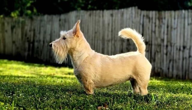 Looking for a loyal companion? 🖤🐾 | Scottish Terriers For Adoption ...