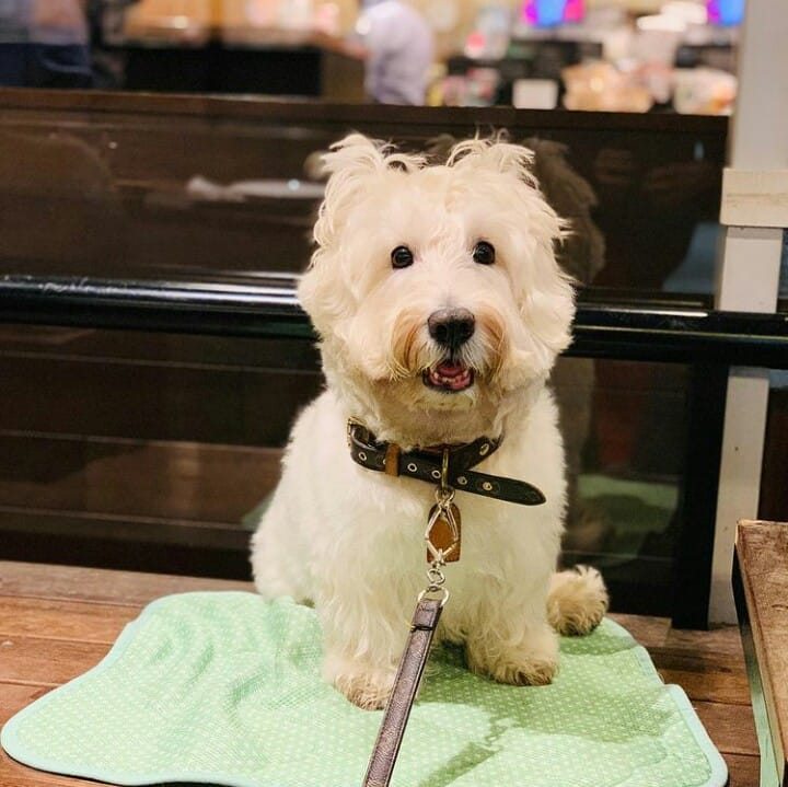 Looking for a loyal companion? 🖤🐾 | Scottish Terriers For Adoption ...