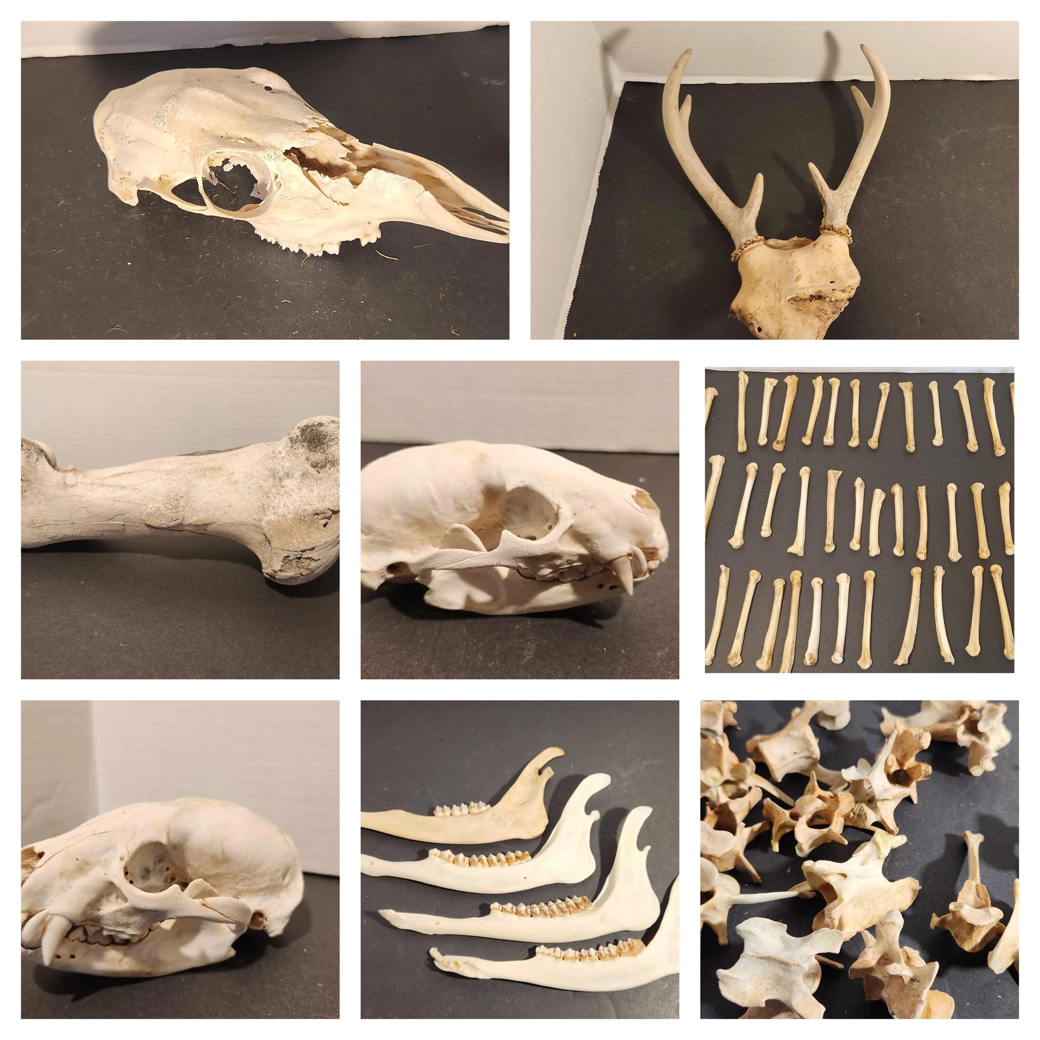 The raccoon baculum are back, baby! These bones are JUMBO! $8/ea  display picture 1