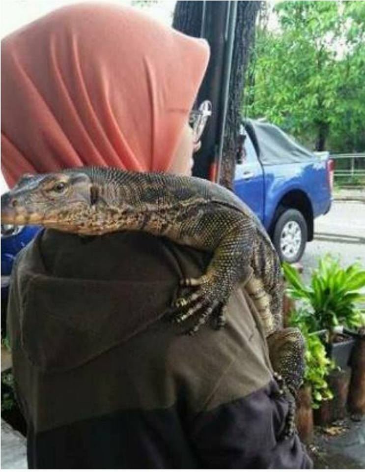 Saya Dukung Biawak Buletin Info 1 Malaysia Global Facebook