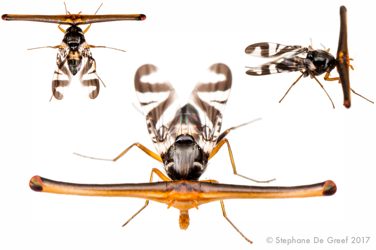WHAT IS THAT FLY!? 🤯🪰 Introducing you to one of the most BIZARRE