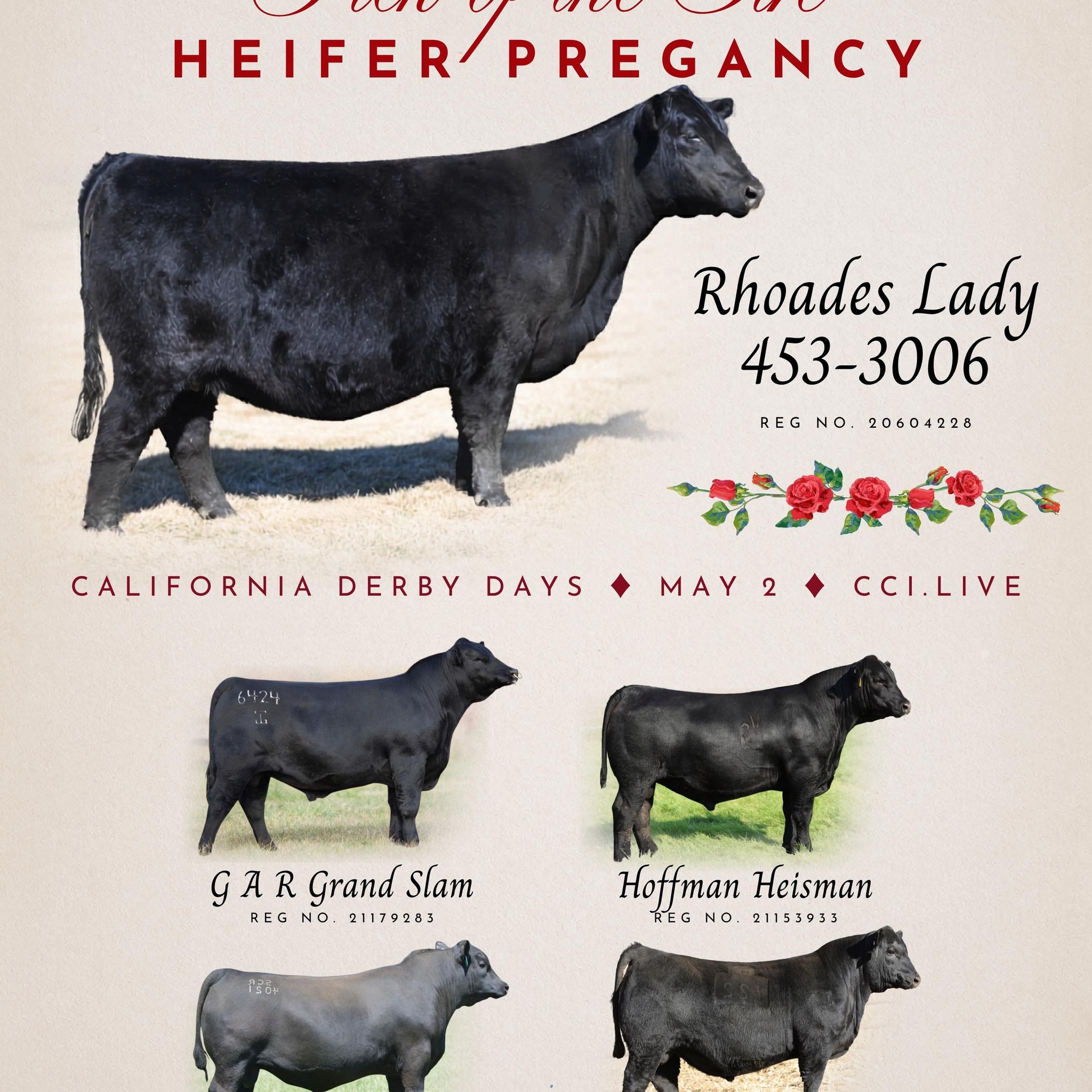 Trask Angus - 36th Annual Angus Bull Sale Live event starts 4/21/26 3 ...