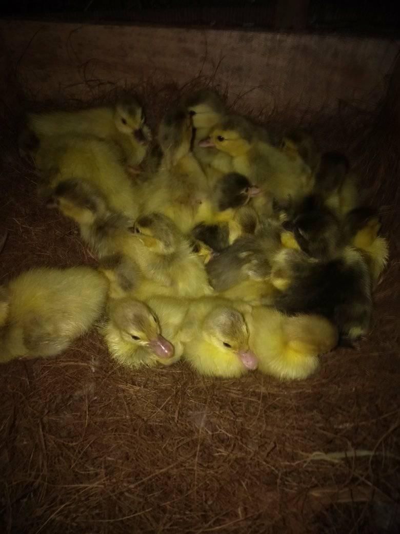 Jual Beli Meri Entog Kroya | Facebook