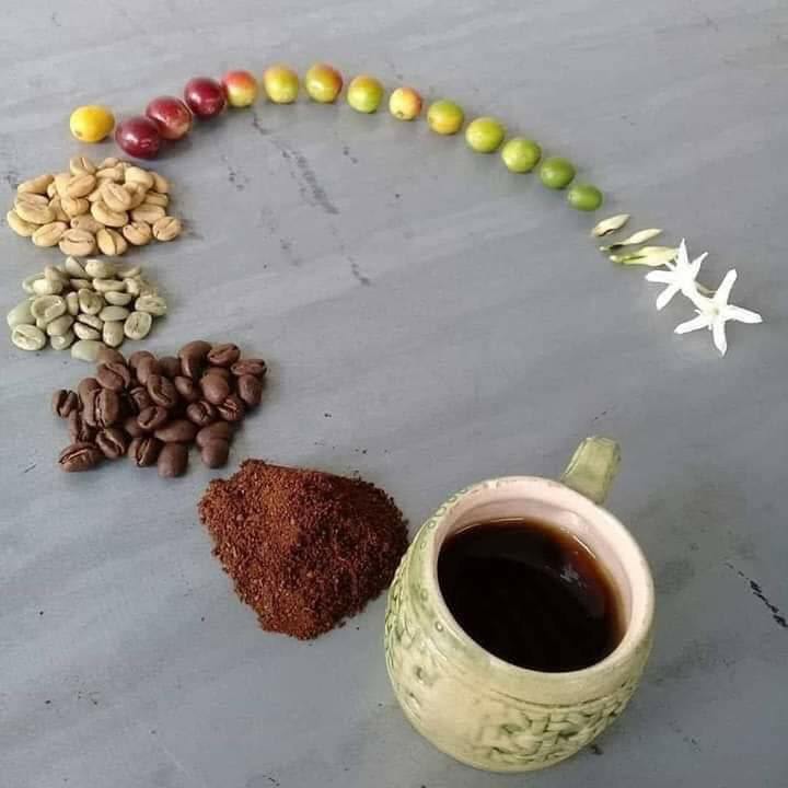 Photo Story دورة حياة القهوة من الزهرة الى الفنجان Facebook
