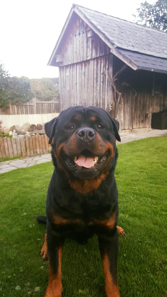Rottweiler Napoleon