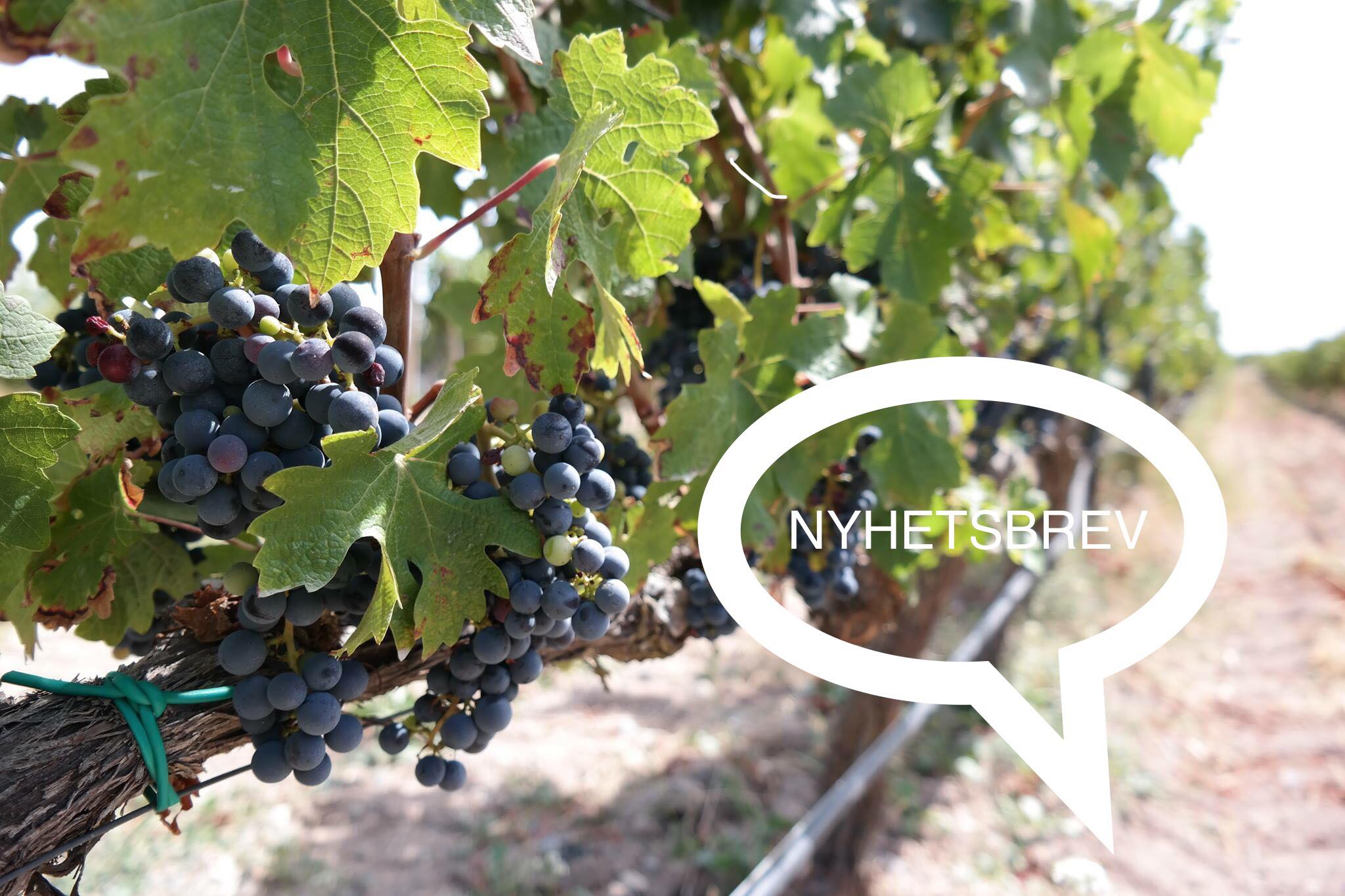 Wine - Vi älskar Garnacha 🙌 Från Terra Alta, Montsant, Valdejalón Rioja ...
