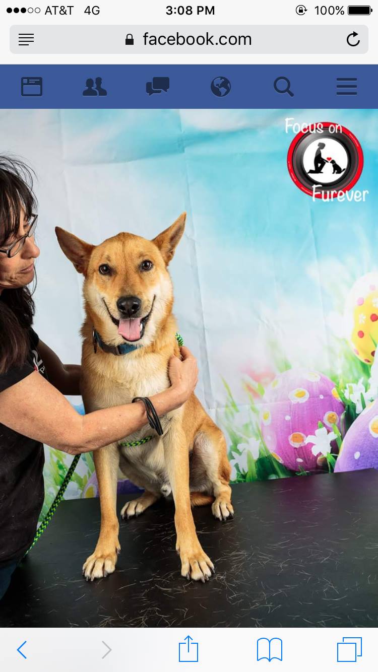 Pet Rescue Team | Houston TX