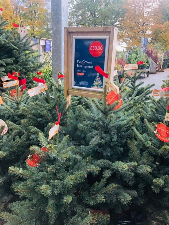 🎄🎄Our real potted Christmas trees... - Howdens Garden Centre