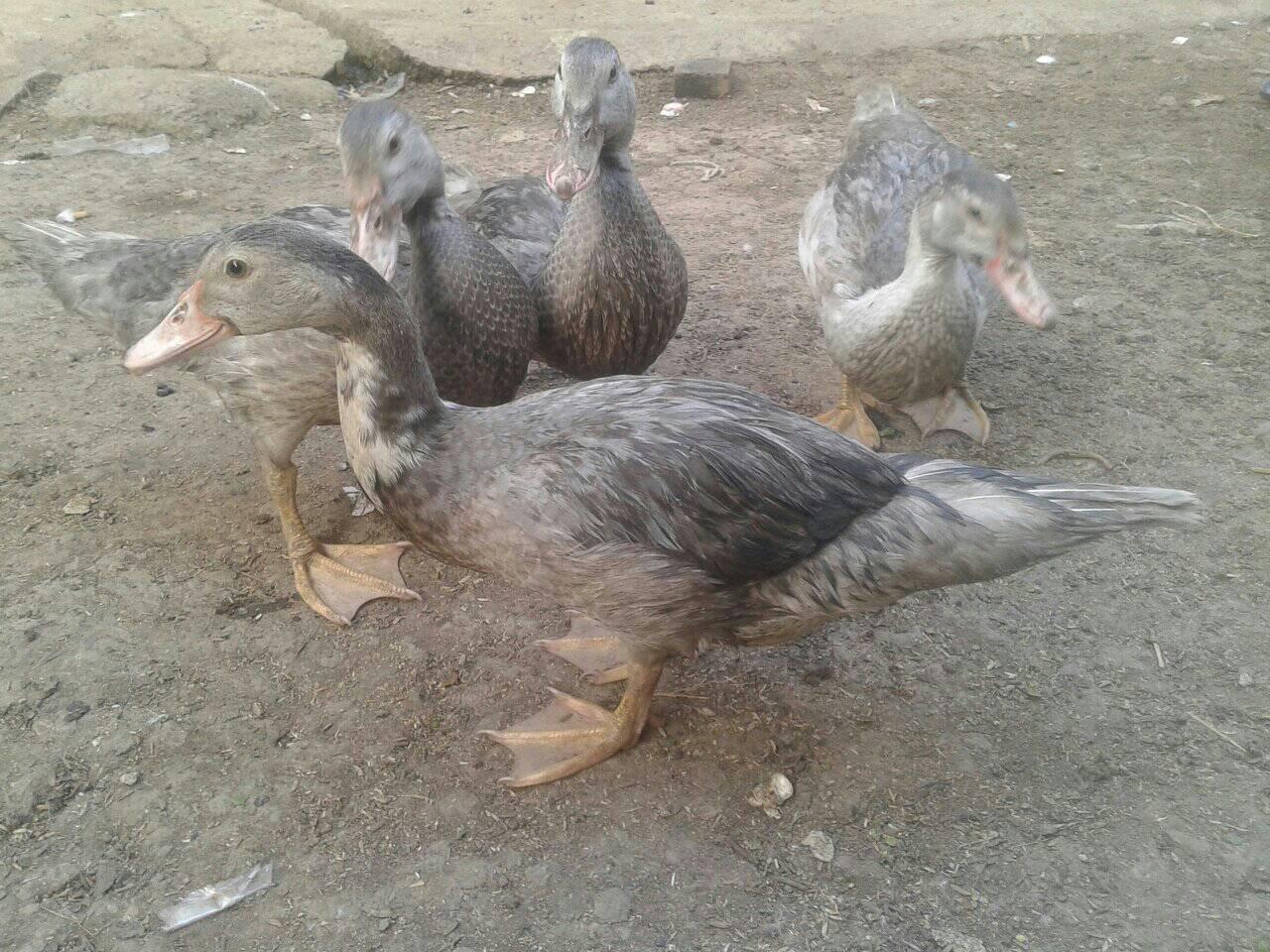 Ical Galeuh (Entog Hayam Meri Soang) Rancaekek Majalaya Cicalengka ...