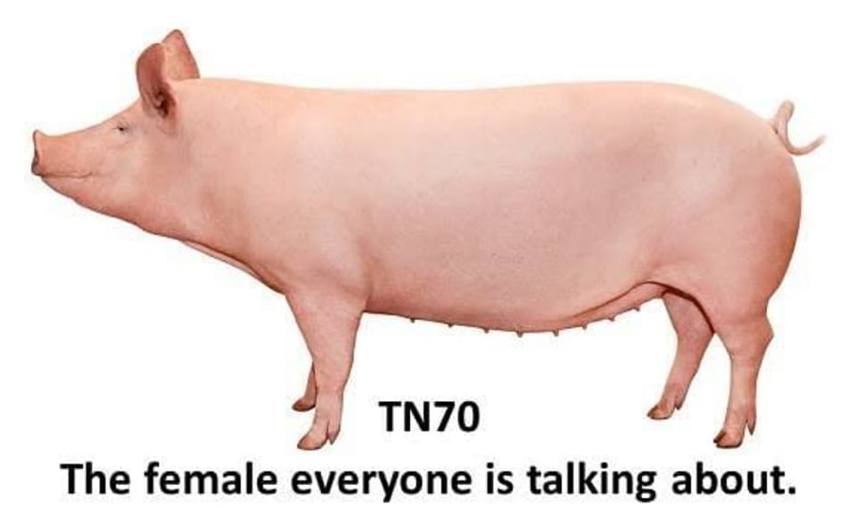 What makes TN70 pigs good breeding sows?