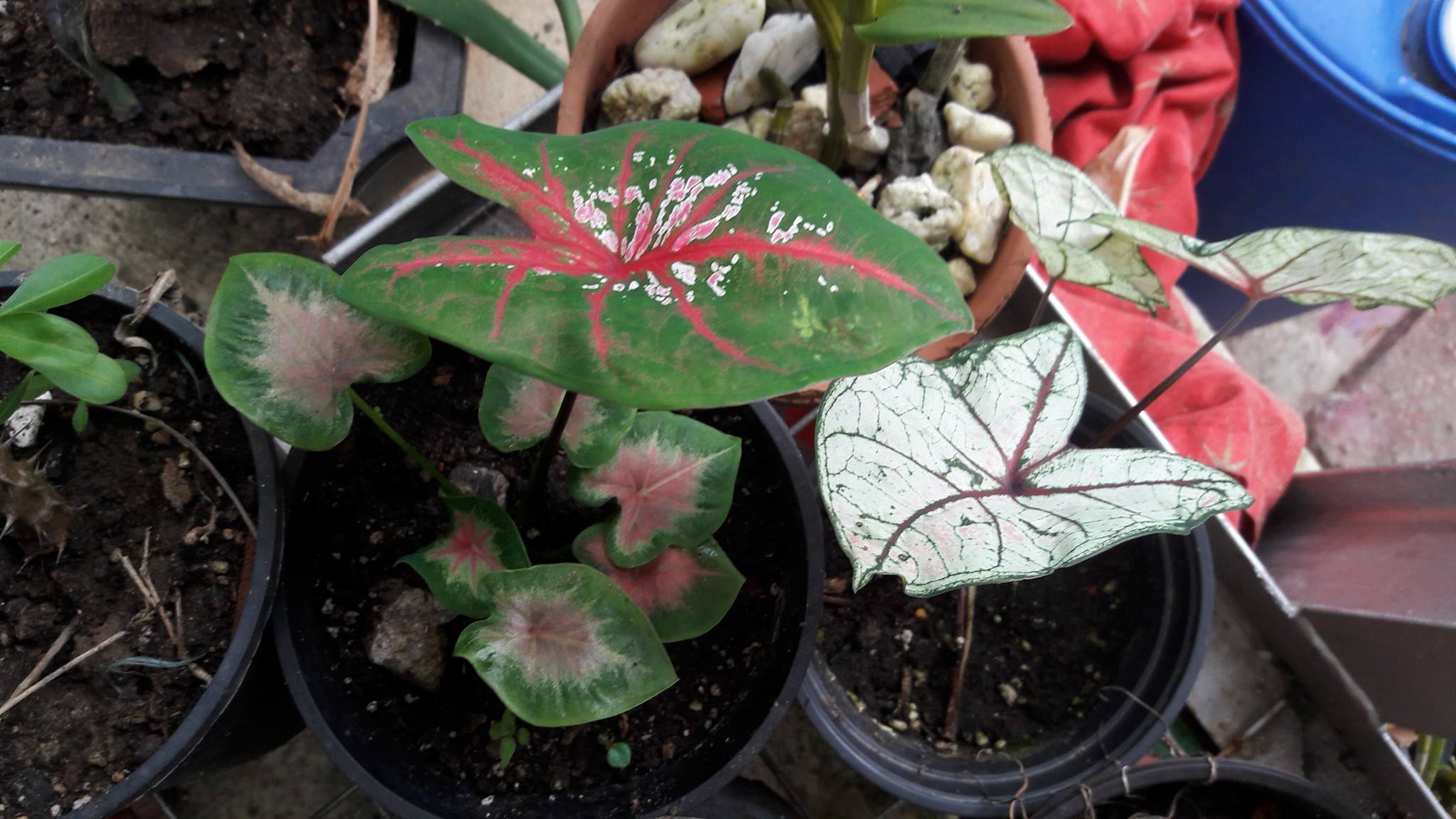 Patsy's Plants - Home | Facebook