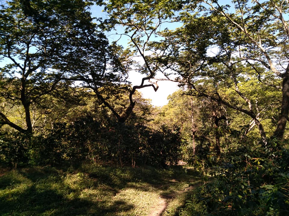 ÁRBOL DE CUJE El Cuje (Inga... - El Cuje de mis Amores | Facebook