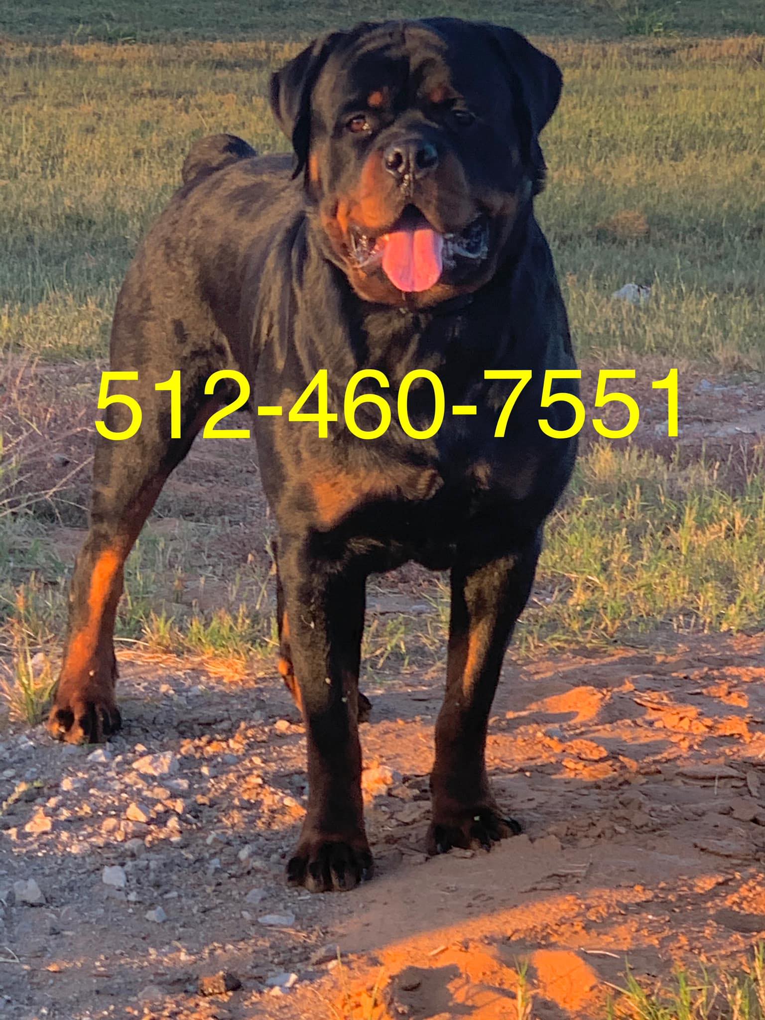 Ancient Rottweiler
