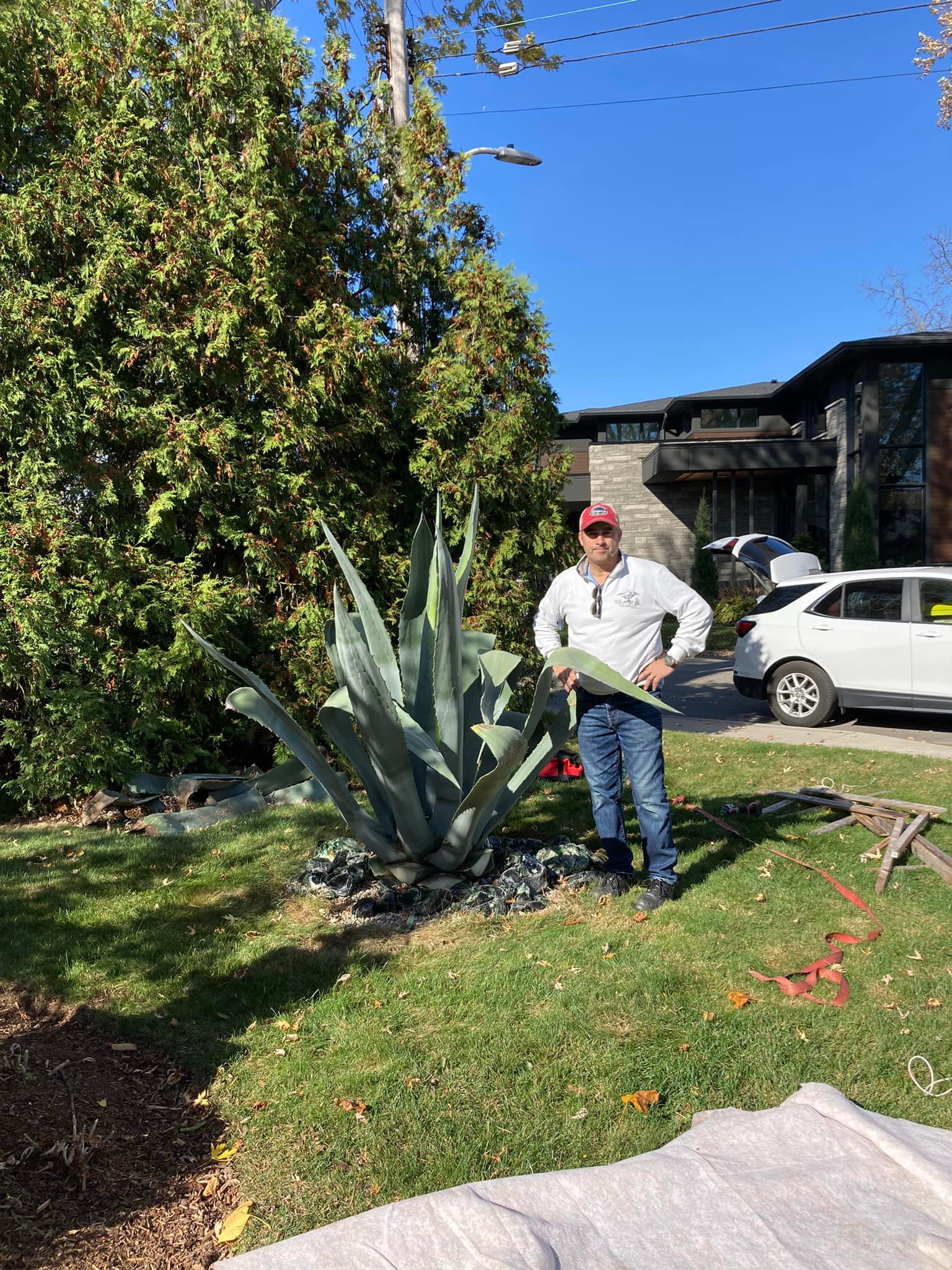 Agave Montana surrounded by Ice Plant flowers. Z6 Toronto 🇨🇦