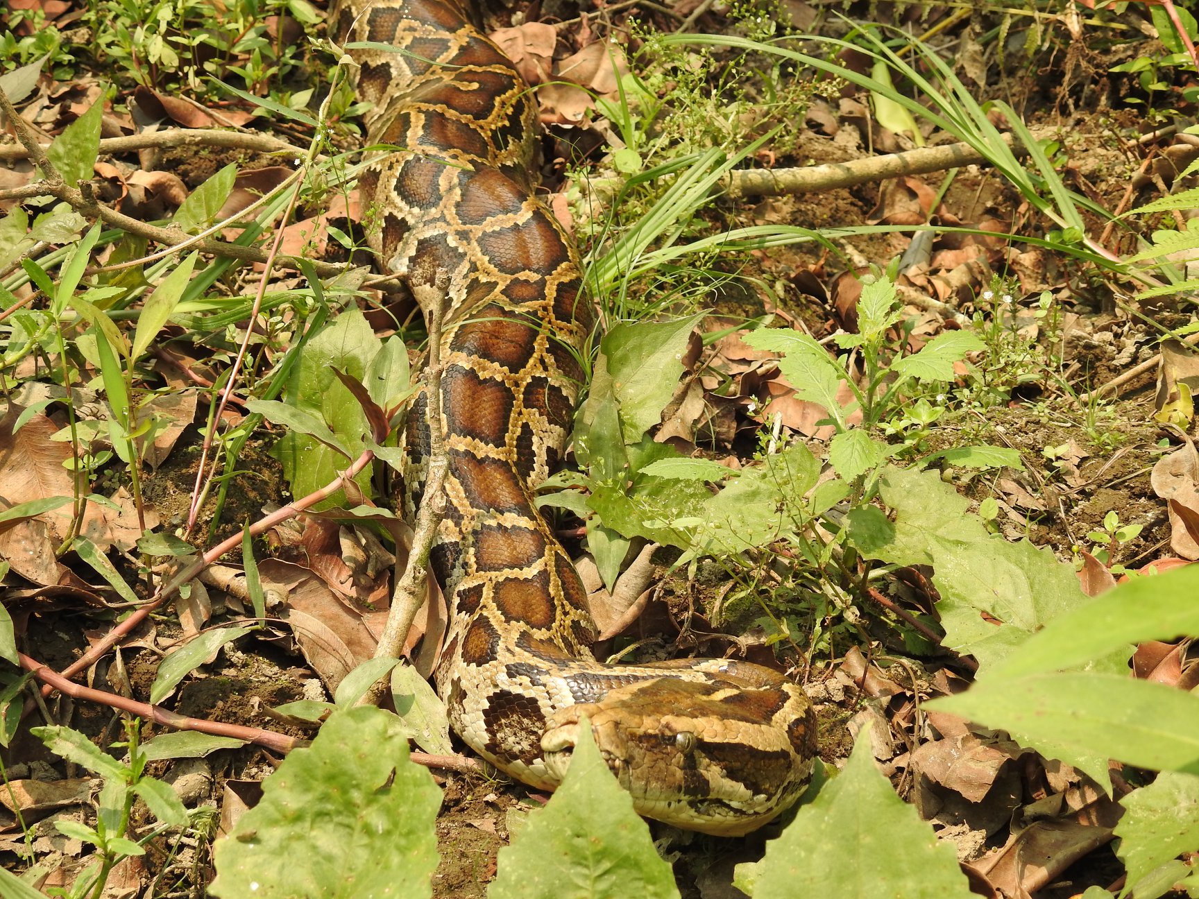 The Indian Python is one of the most incredible creatures on earth ...