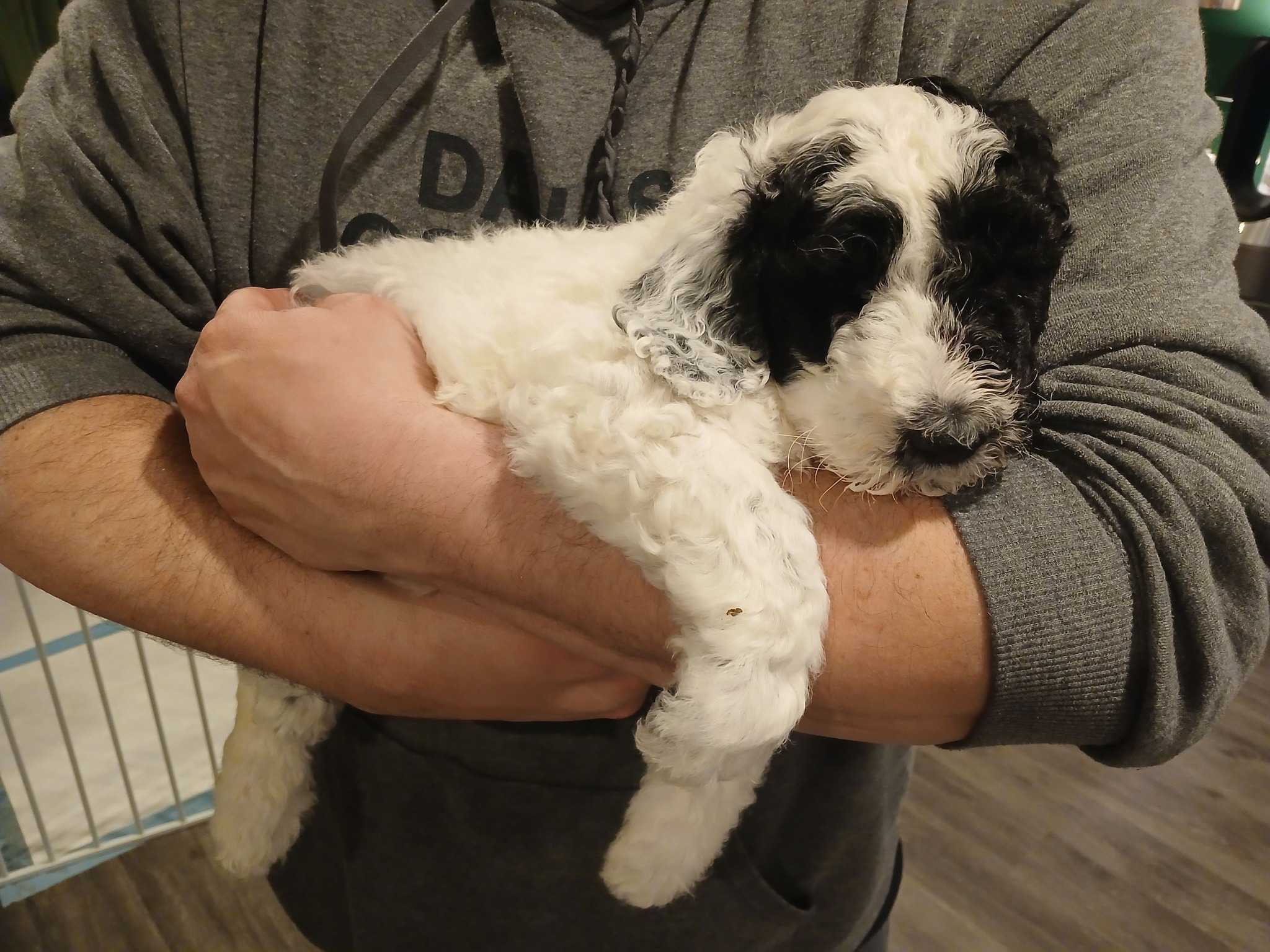 Rescue Sheepadoodle puppies for adoption or for rehoming fee only ...