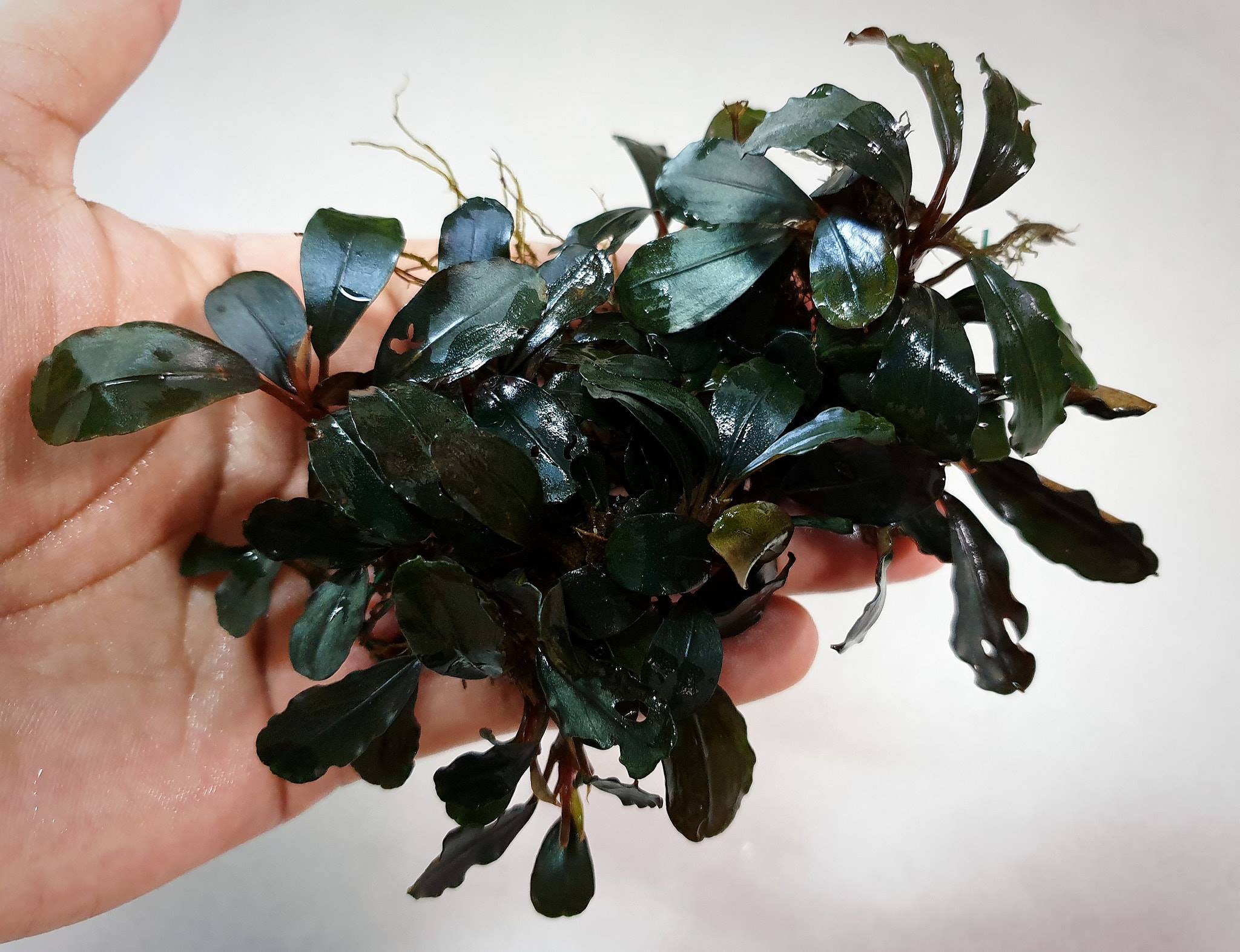 Bucephalandra Season is here! Another new Ghost sp. Loving the