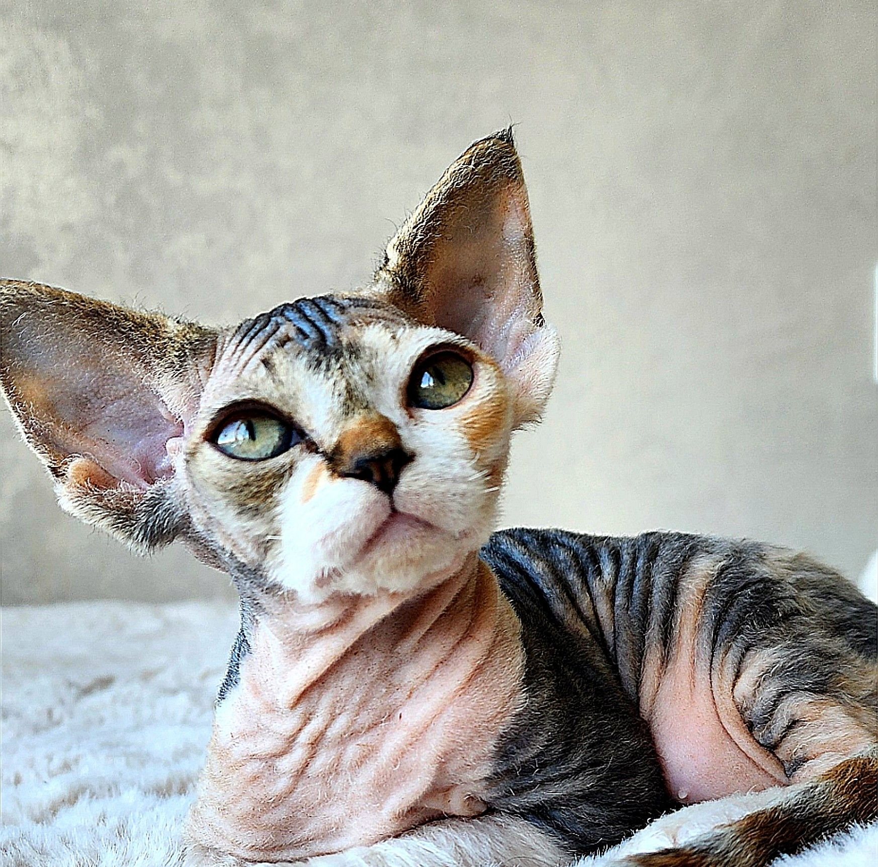 Devon rex boy | Галина Орлова