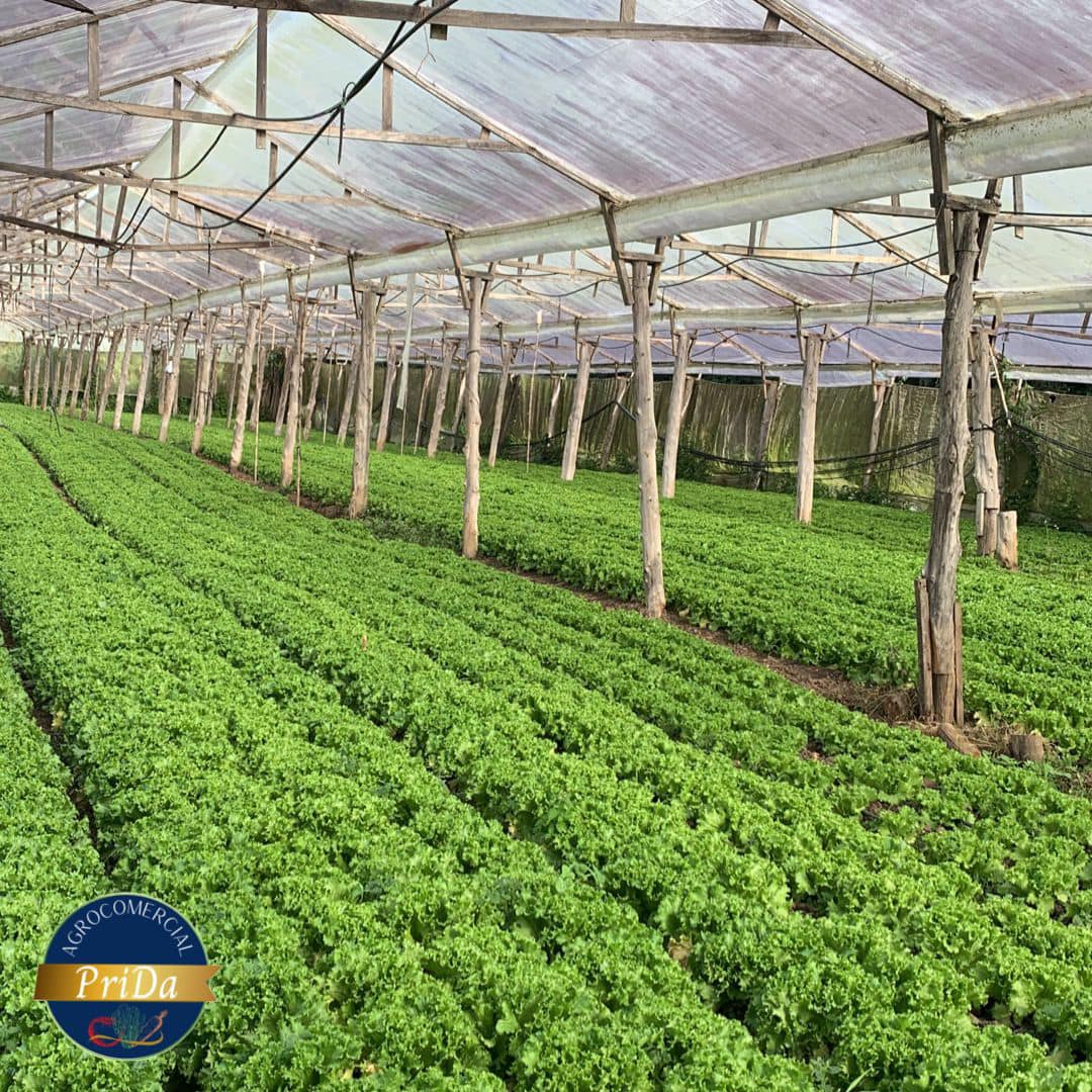 Agrocomercial PriDa - 🥬🥕🥒En Agrocomercial PriDa utilizamos distintos ...