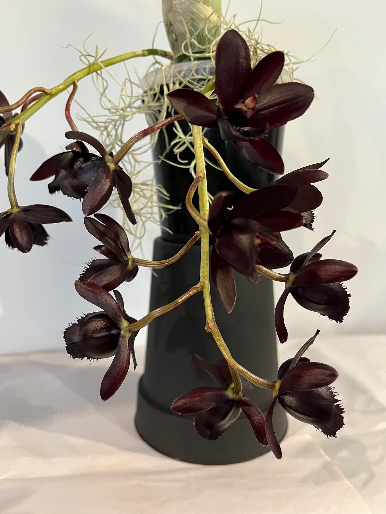 New Zealand orchid collector's FDK After Dark 'Black Pearl' blooms