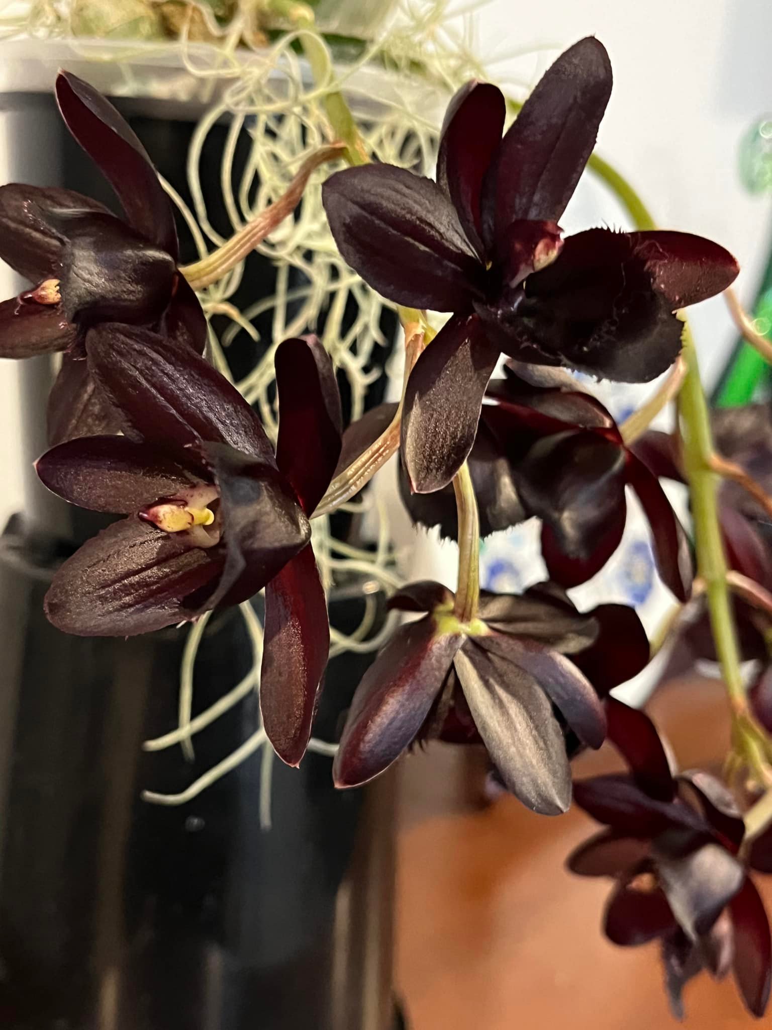 New Zealand orchid collector's FDK After Dark 'Black Pearl' blooms