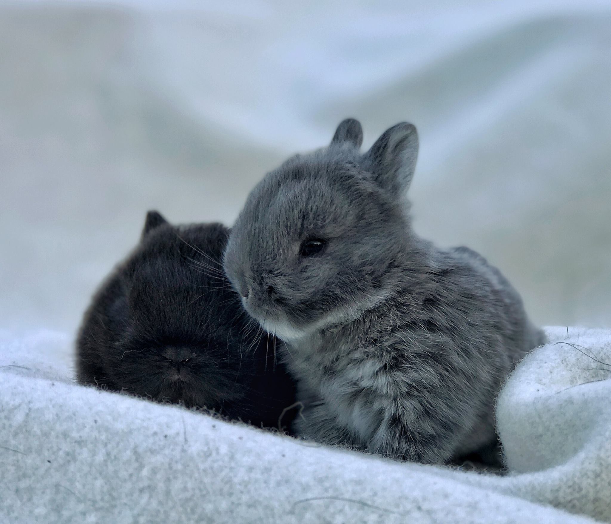 Little Willow Rabbitry | Invercargill