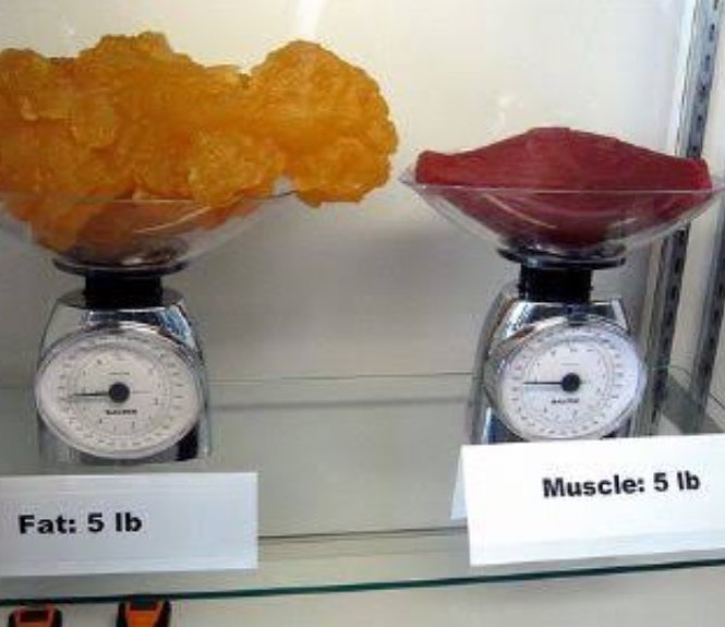 F45 Training Dee Why If You Place 1kg Of Muscle On A Scale And 1kg Of Fat On A Scale They Will Both Weigh 1kg The Difference Is In Total Volume