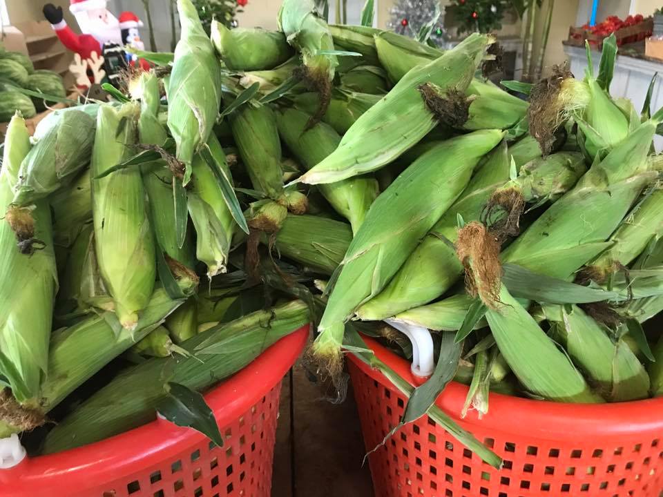 Christmas in July!!🎅🏼🎄 Come out... - Parsons Farms Produce | Facebook