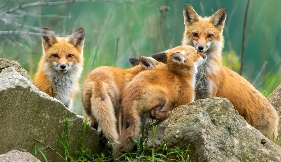 jwolf - ️🌲🦊 | Facebook