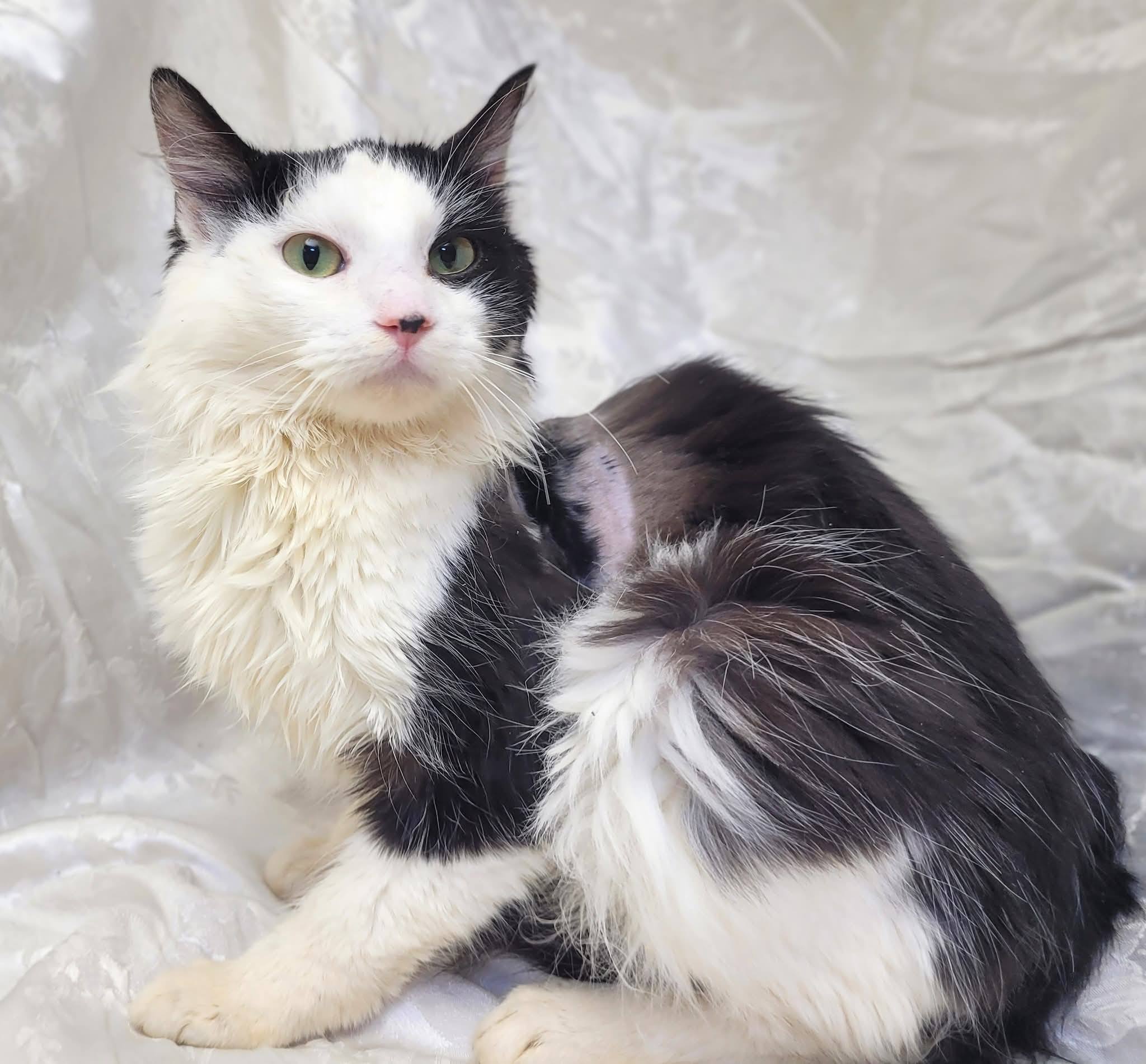 Bush - Doki Doki our million dollar cat has come a long way from near ...