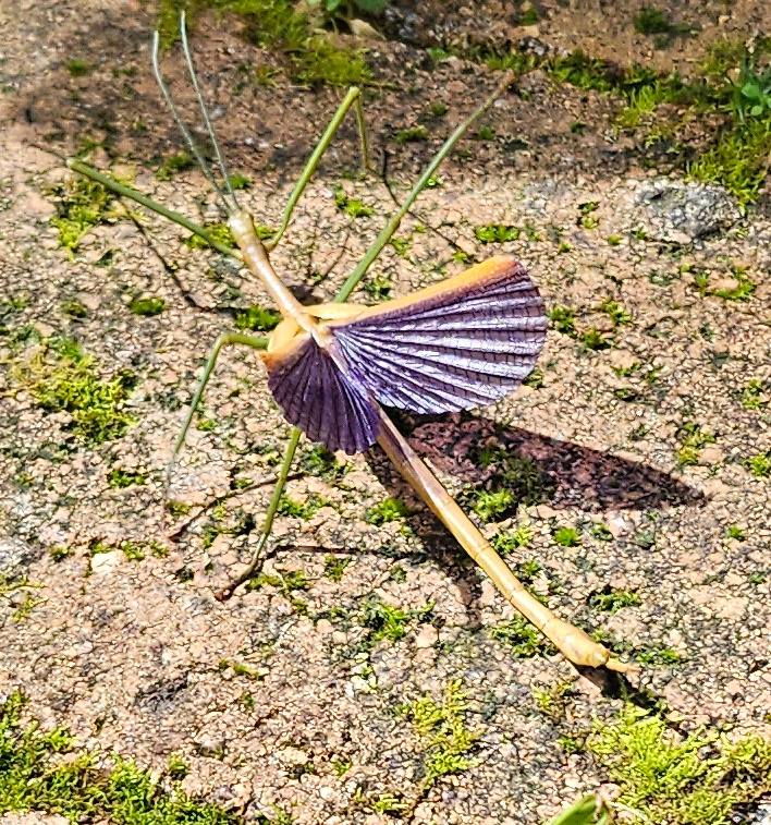 Blue Mountains Butterflies, Bugs and Insects | All the insects/ bugs ...