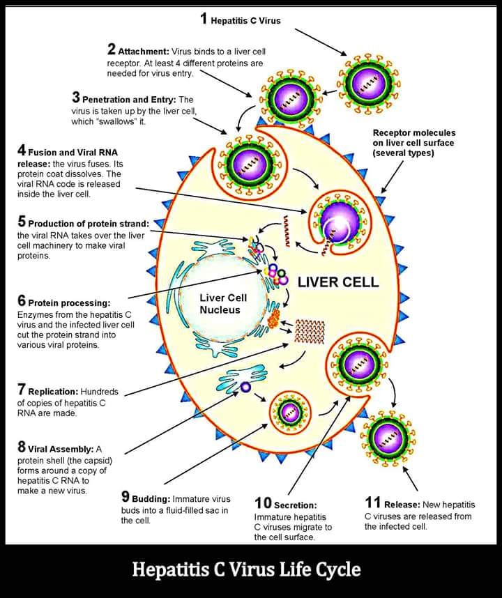 hep c viral rna genotype lipa 001ChronicHCV Chronic Hepatitis C Virus (HCV) infection, based on current  guideline recommendations: First-Line Treatments (for treatment-naïve  patients) Recommended pangenotypic DAAs (Direct-Acting Antivirals) that  offer high cure rates and favorable