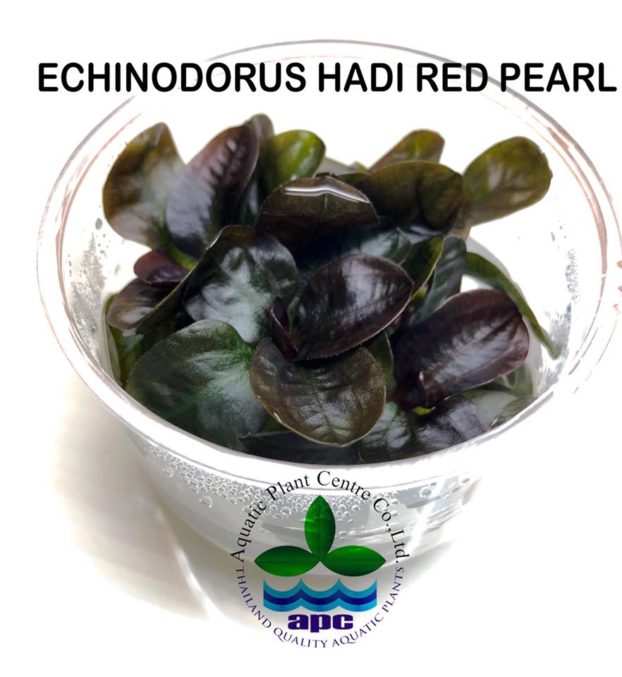Aquatic Plant Centre Thailand Facebook