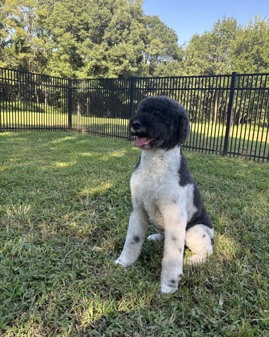 Woofers and Whiskers | Newburgh IN