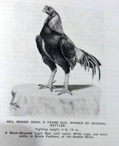 el-aseel-es-una-raza-puros-gallos-finos-guatemala