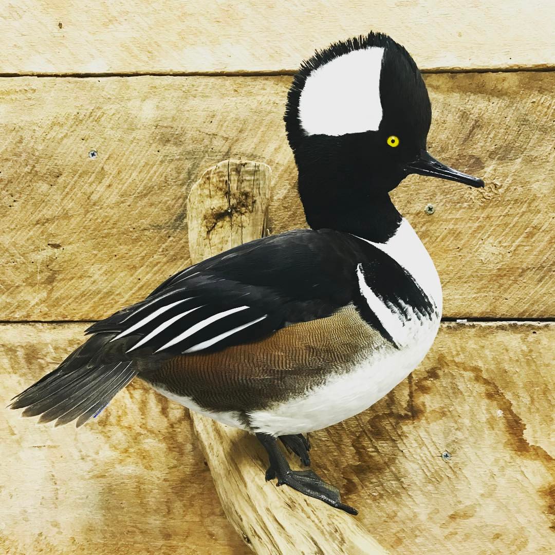 Final Flight Waterfowl Taxidermy