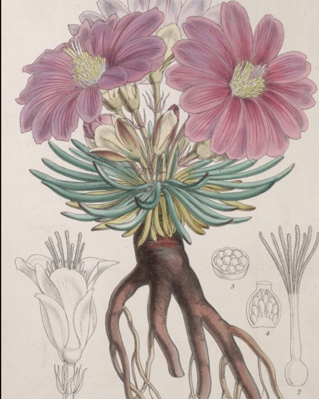 Earth Within Girls - The Bitterroot is the #herbofthemonth 🌸 ...