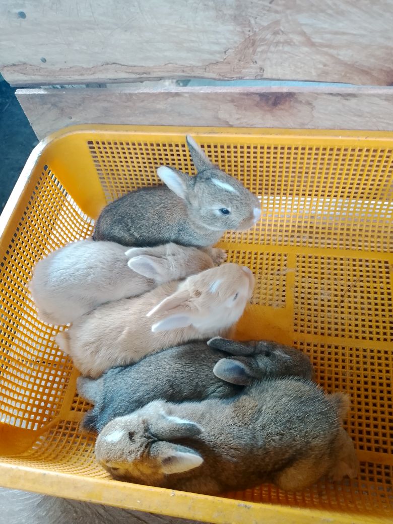 Bayambang Rabbit Breeders | Bloodline Felmeshgiant po X s Ps200 .pm n ...