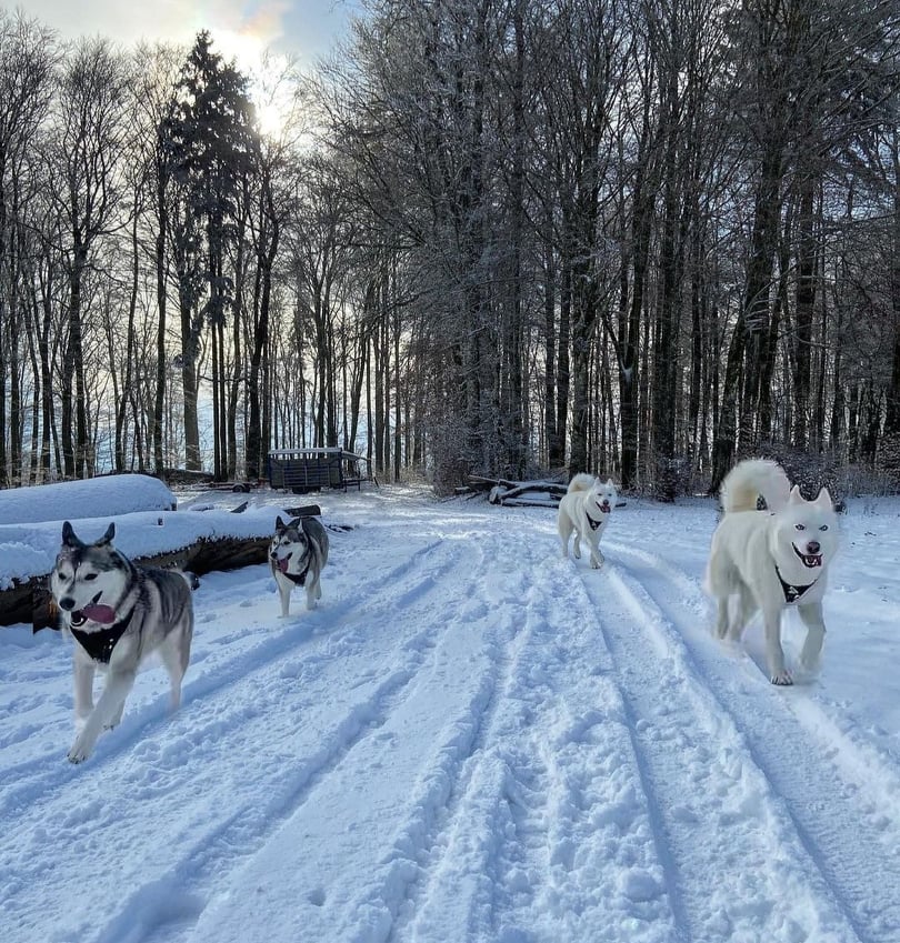 Siberian - El Movimiento en el Siberian Husky El primer arquetipo que ...